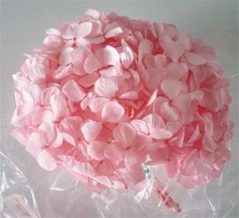 Verdissimo Light Pink Hydrangea Heads HRT0430